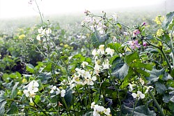 Selbst im Herbstnebel ist es bunt