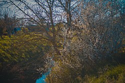 Am Bach